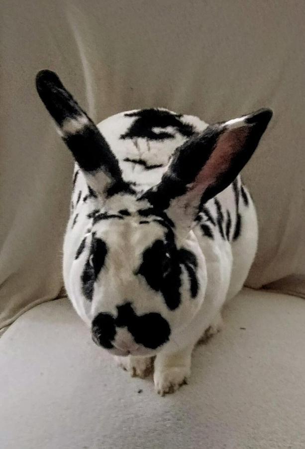Doi Iepuri Appartamento Azuga Esterno foto